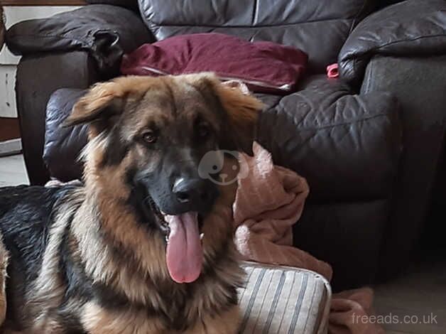 German Shepherd puppies for sale in Kington, Herefordshire – 2 years old - Image 4 of 5