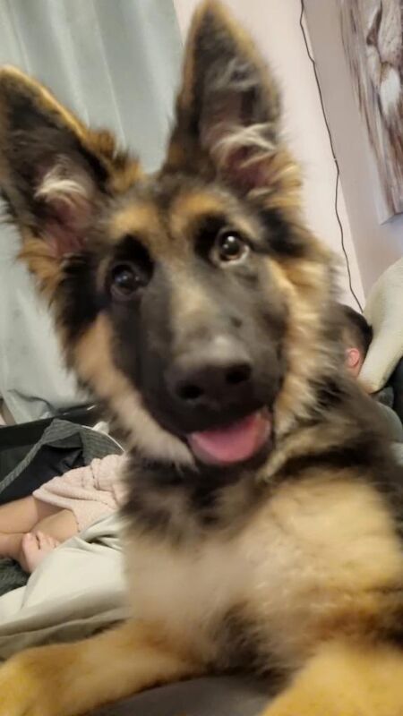 Gorgeous German Shepard Puppy - Image 2 of 3