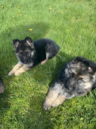 Gorgeous german shepherd puppies for sale in Goosnargh, Lancashire