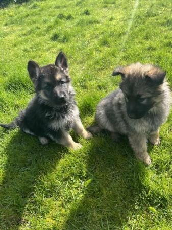 Gorgeous german shepherd puppies for sale in Goosnargh, Lancashire - Image 2