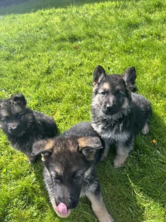 Gorgeous german shepherd puppies for sale in Goosnargh, Lancashire - Image 3