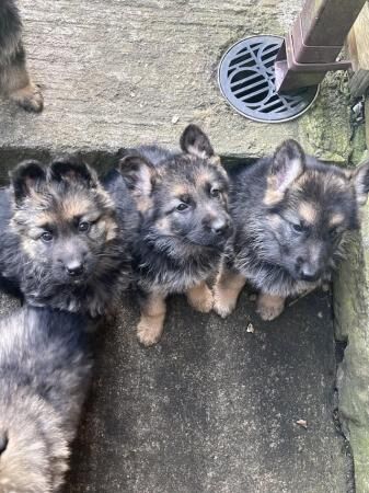 Gorgeous german shepherd puppies for sale in Goosnargh, Lancashire - Image 4