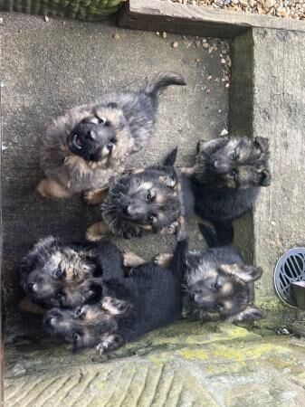 Gorgeous german shepherd puppies for sale in Goosnargh, Lancashire - Image 5