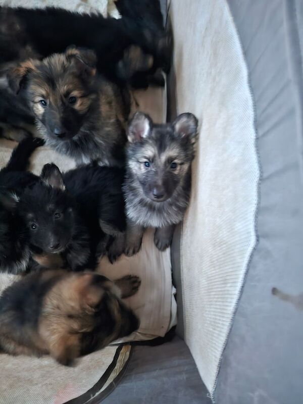 German Shepherd puppies for sale in Wisbech, Cambridgeshire – 1 year old - Image 2 of 3