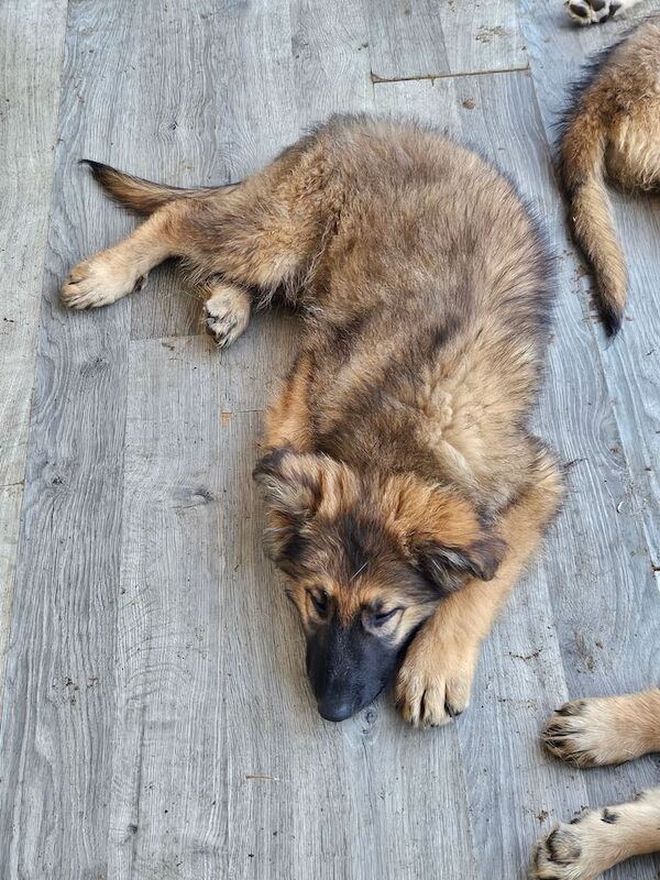 German Shepherd puppies for sale in Wisbech, Cambridgeshire – 1 year old - Image 3 of 3