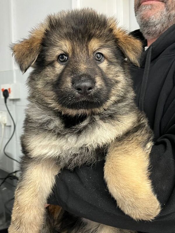 Gorgeous German Shepherd Puppies