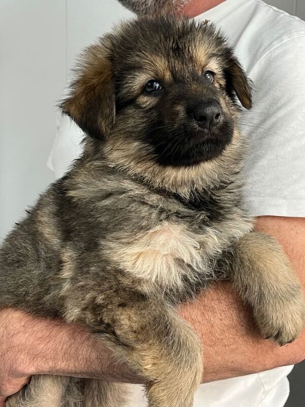Gorgeous German Shepherd Puppies - Image 2 of 3