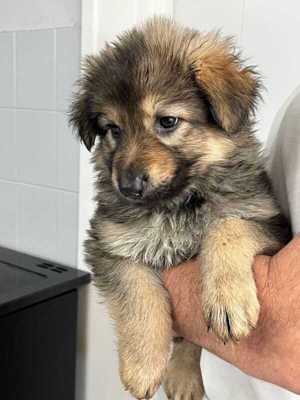 Gorgeous German Shepherd Puppies - Image 3 of 3