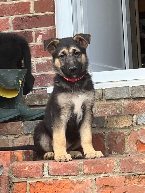Gorgeous German Shepherd Puppies