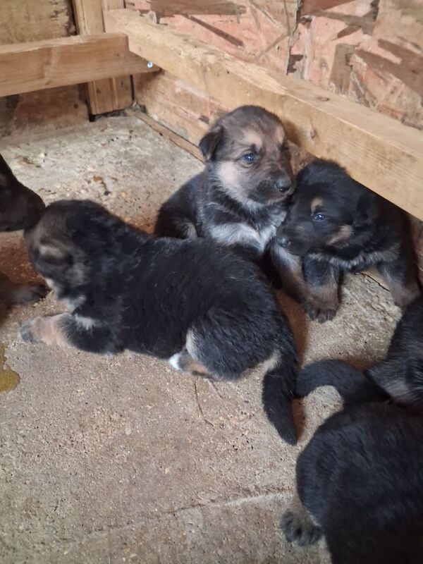 German Shepherd Puppies For Sale Under £1,000