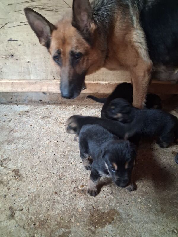 German Shepherd Puppies For Sale Under £1,000