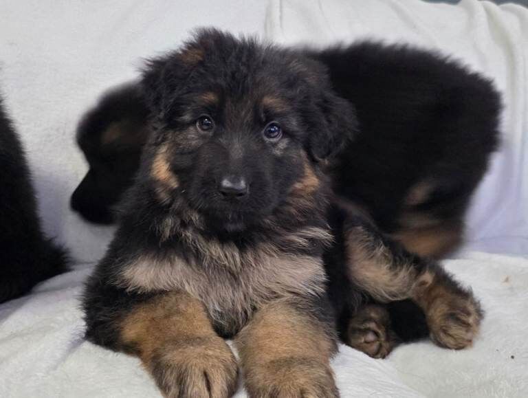 Gorgeous German Shepherd Puppies For Sale