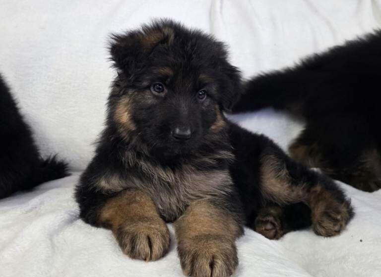 Gorgeous German Shepherd Puppies For Sale - Image 2 of 3