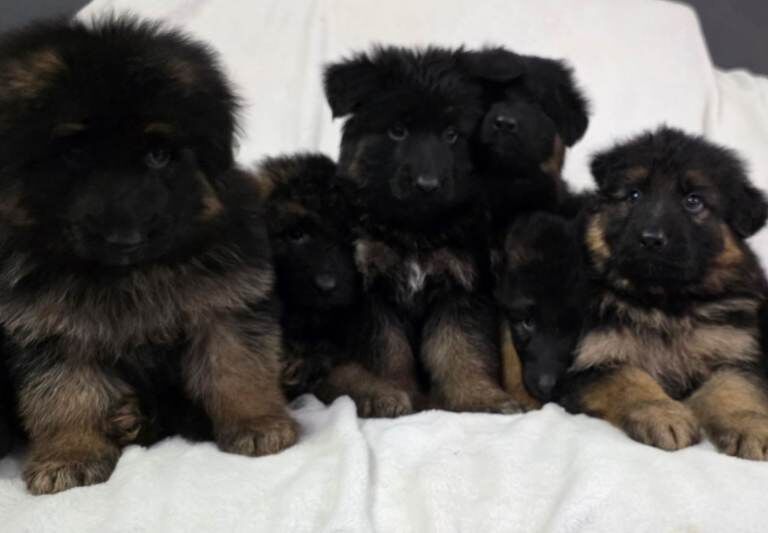 Gorgeous German Shepherd Puppies For Sale - Image 3 of 3