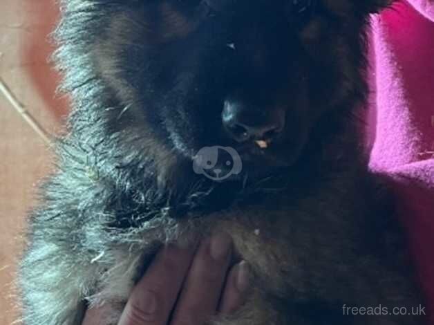 Gorgeous German Shepherd puppies - Image 2 of 5