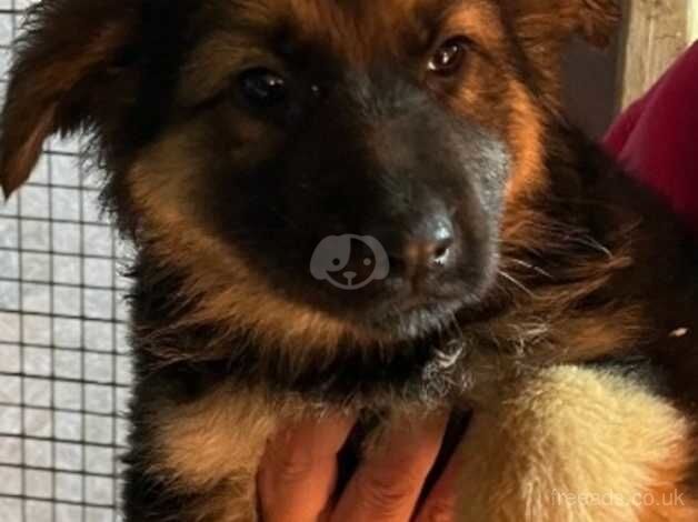 Gorgeous German Shepherd puppies - Image 3 of 5