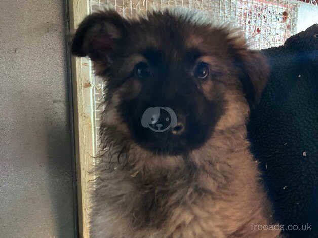Gorgeous German Shepherd puppies - Image 4 of 5