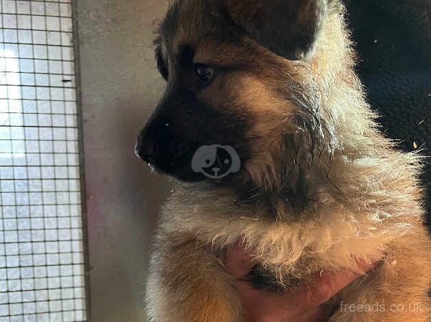 Gorgeous German Shepherd puppies - Image 5 of 5