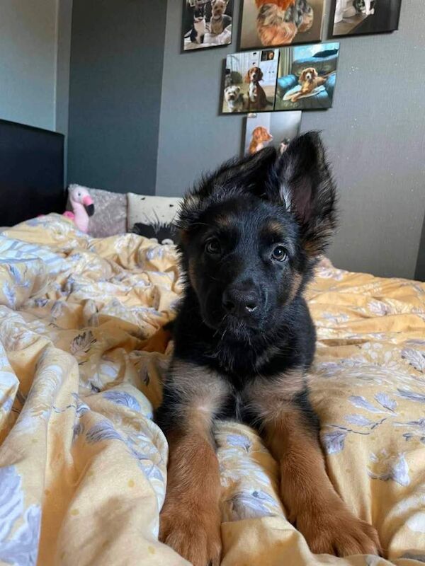 Gorgeous German Shepherd Puppy Ready for a New Home