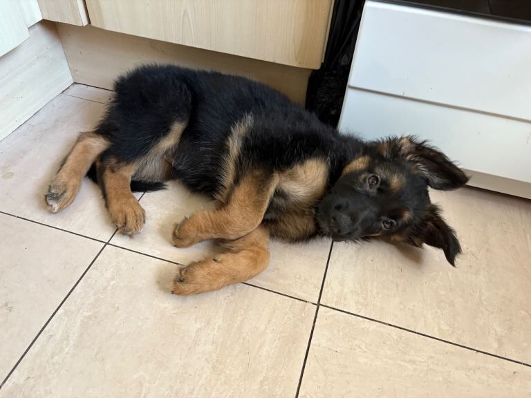 Gorgeous German Shepherd Puppy Ready for a New Home - Image 2 of 5