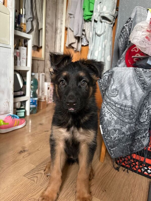 Gorgeous German Shepherd Puppy Ready for a New Home - Image 3 of 5