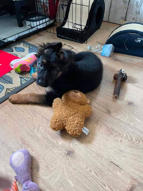 Gorgeous German Shepherd Puppy Ready for a New Home - Image 4 of 5