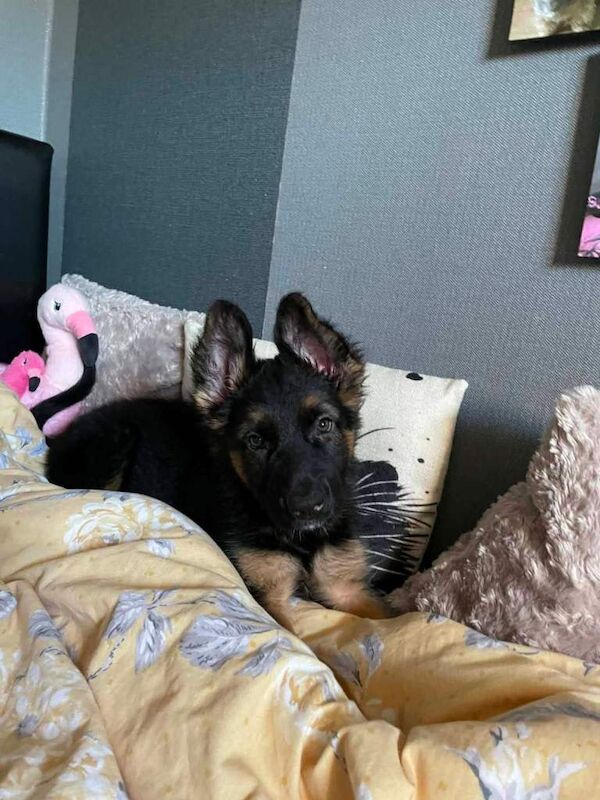 Gorgeous German Shepherd Puppy Ready for a New Home - Image 5 of 5