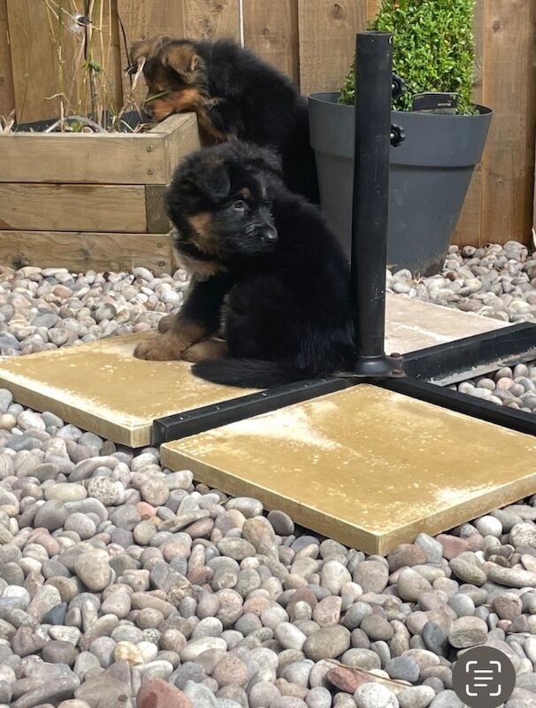 Gorgeous GSD puppies for sale in Kilsyth, Dunbartonshire