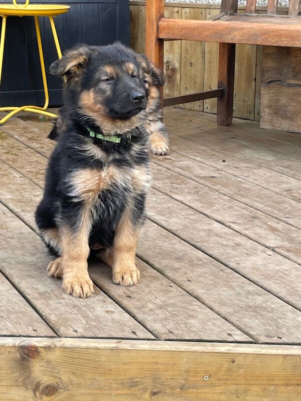 Gorgeous GSD puppies for sale in Kilsyth, Dunbartonshire | Image 3