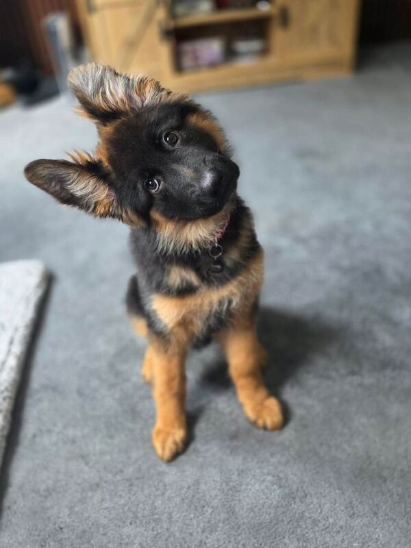 Kennel Club Registered German Shepherd Puppies For Sale