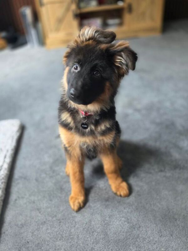 Gorgeous KC Registered Male German Shepherd - Image 2 of 4