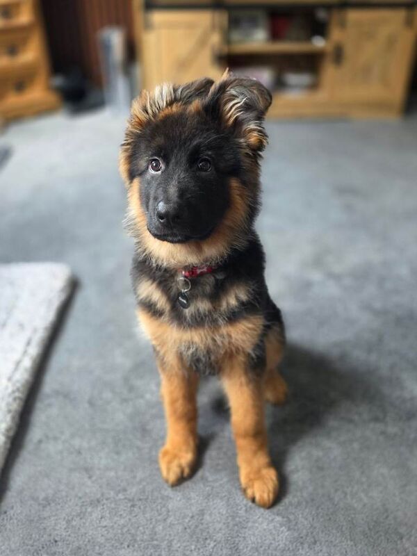 Gorgeous KC Registered Male German Shepherd - Image 3 of 4
