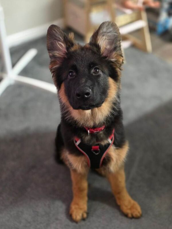 Gorgeous KC Registered Male German Shepherd - Image 4 of 4