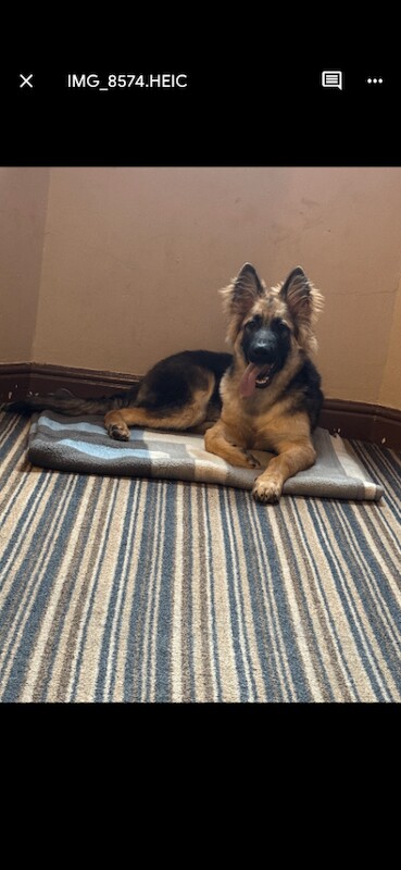 German Shepherd Puppies For Sale Under £1,000