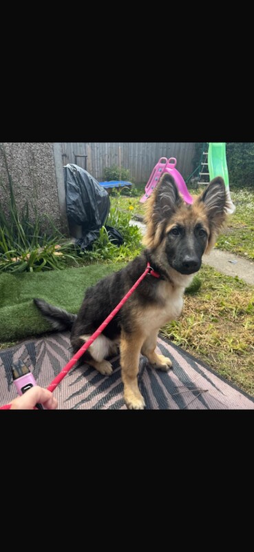 Gorgeous male German shepherd - Image 2 of 3