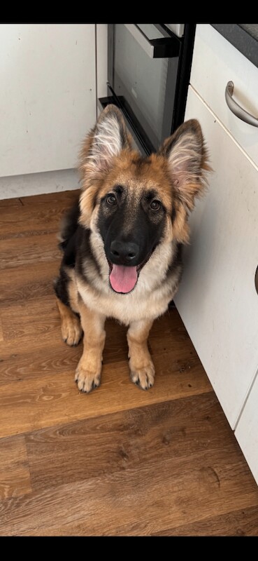 Gorgeous male German shepherd - Image 3 of 3