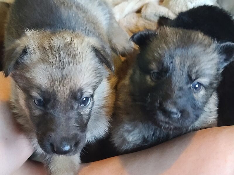 Gorgeous sable and black and tan German shepherds for sale in Clacton-On-Sea, Essex | Image 2
