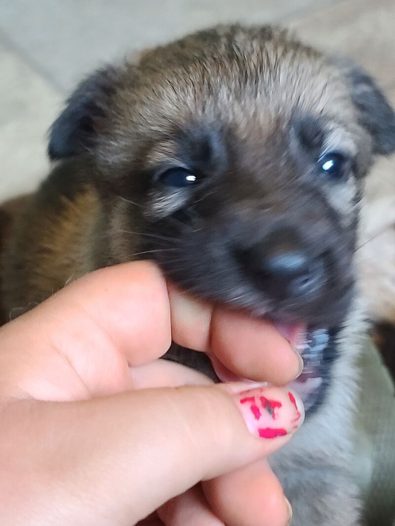 Gorgeous sable and black and tan German shepherds for sale in Clacton-On-Sea, Essex | Image 3