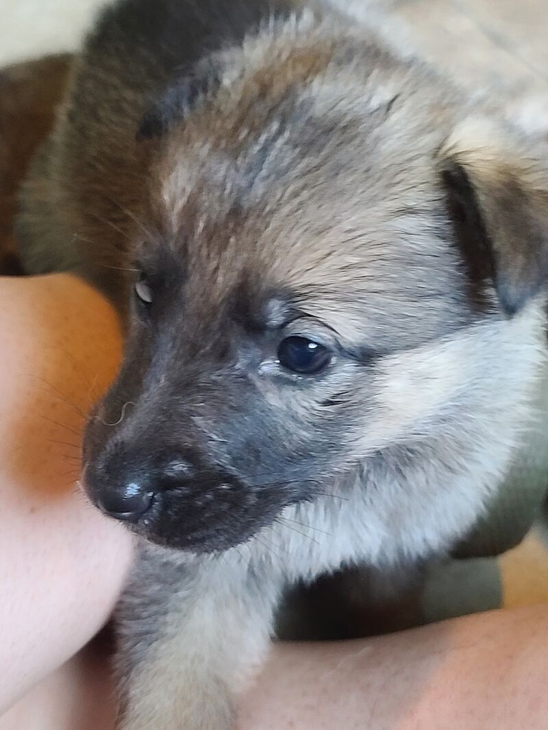 Gorgeous sable and black and tan German shepherds for sale in Clacton-On-Sea, Essex | Image 4