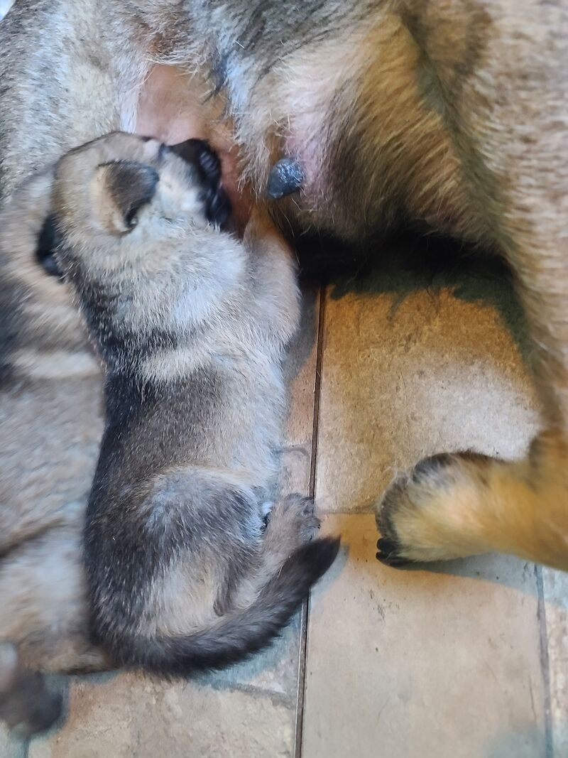 German Shepherd puppies for sale in Clacton-On-Sea, Essex – 1 year old - Image 5 of 14