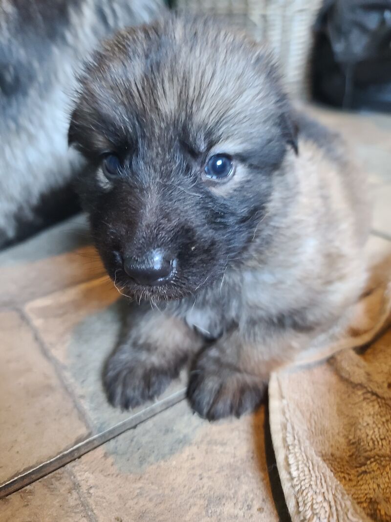 German Shepherd puppies for sale in Clacton-On-Sea, Essex – 1 year old - Image 7 of 14