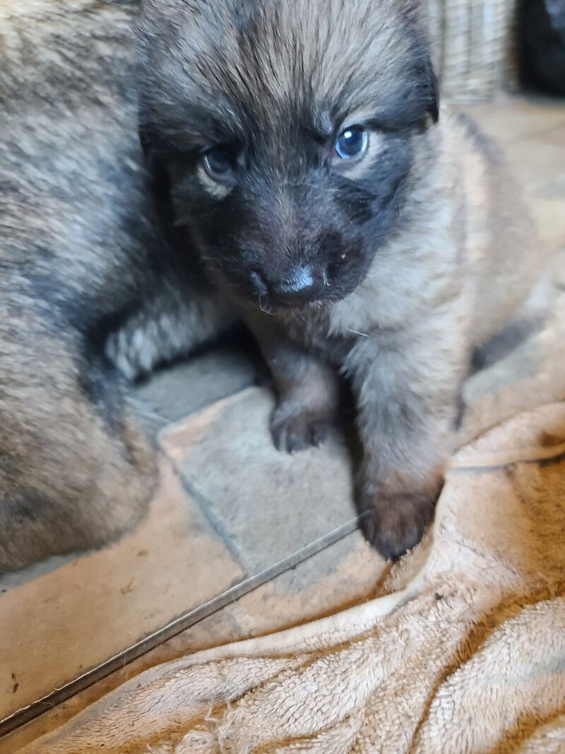 German Shepherd puppies for sale in Clacton-On-Sea, Essex – 1 year old - Image 8 of 14