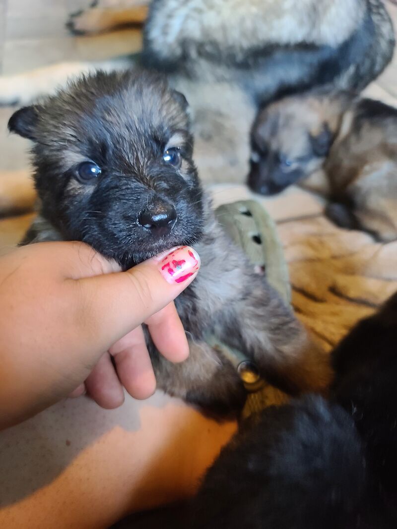 German Shepherd puppies for sale in Clacton-On-Sea, Essex – 1 year old - Image 9 of 14