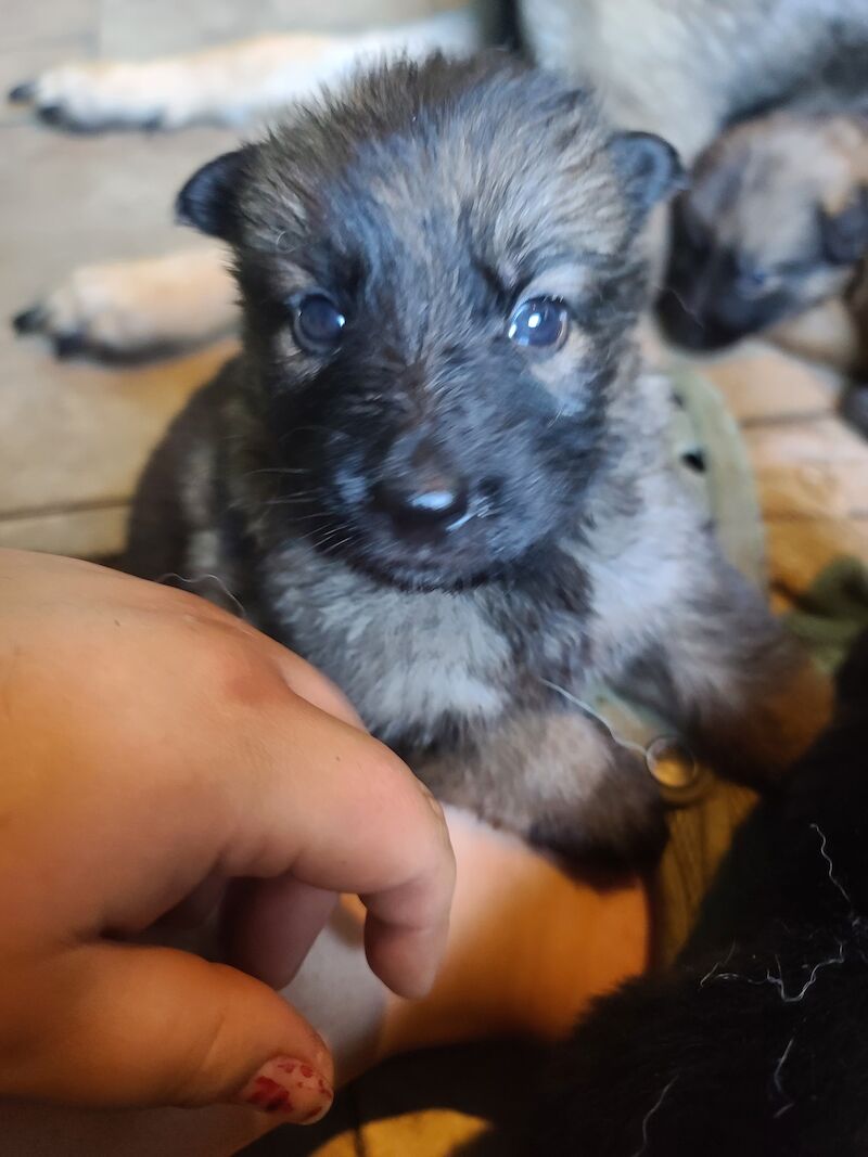 German Shepherd puppies for sale in Clacton-On-Sea, Essex – 1 year old - Image 10 of 14