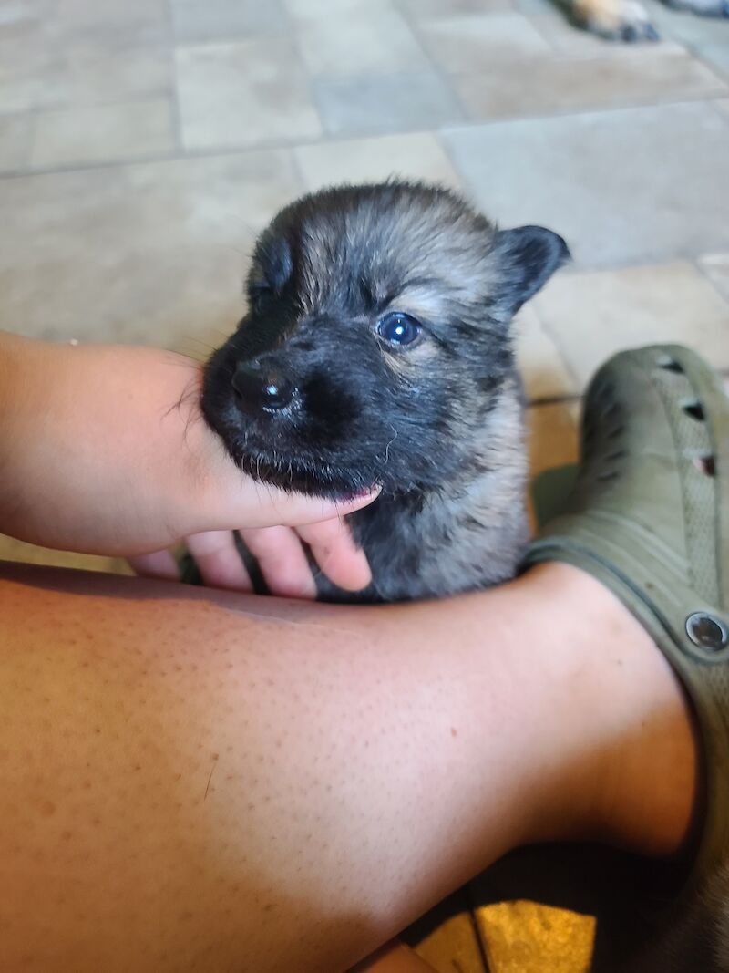 German Shepherd puppies for sale in Clacton-On-Sea, Essex – 1 year old - Image 11 of 14