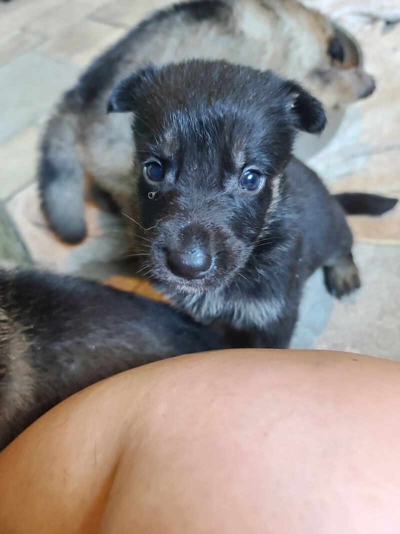 German Shepherd puppies for sale in Clacton-On-Sea, Essex – 1 year old - Image 12 of 14