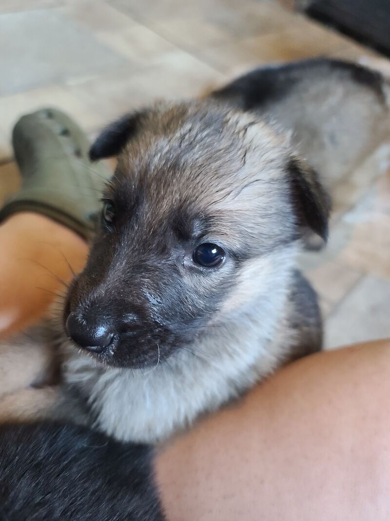 German Shepherd puppies for sale in Clacton-On-Sea, Essex – 1 year old - Image 13 of 14