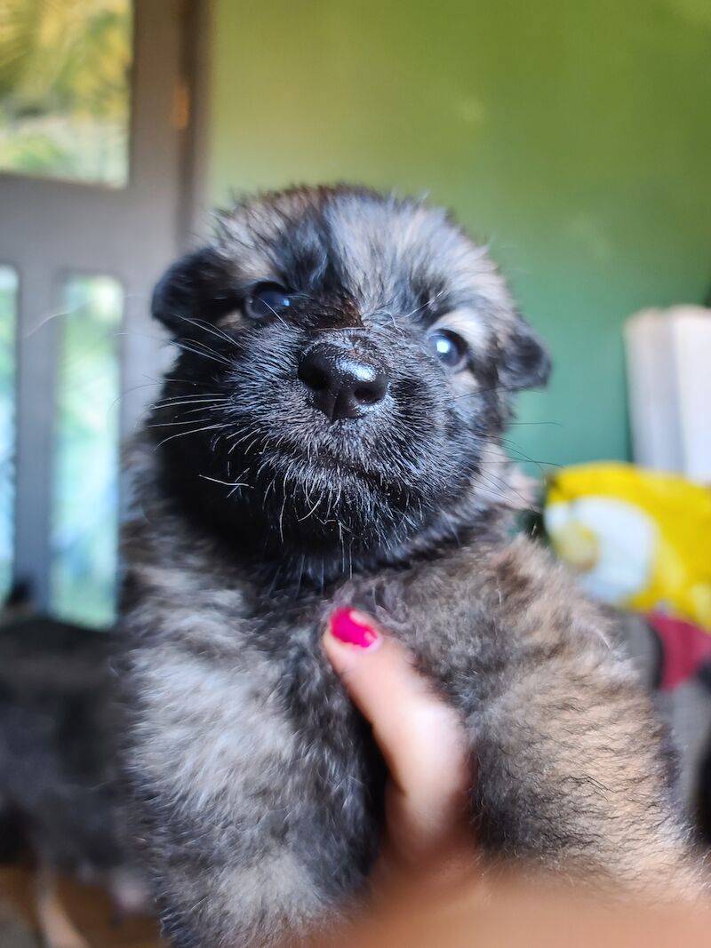 German Shepherd puppies for sale in Clacton-On-Sea, Essex – 1 year old - Image 14 of 14