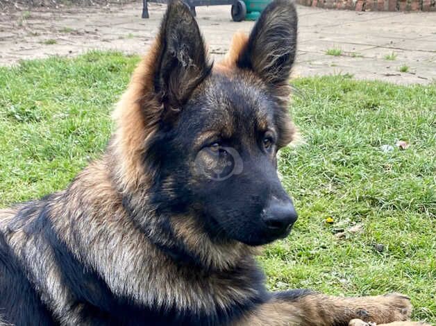 Gorgeous Straight Backed, Sable German Shepherd Female Puppy Available Now - Image 2 of 5