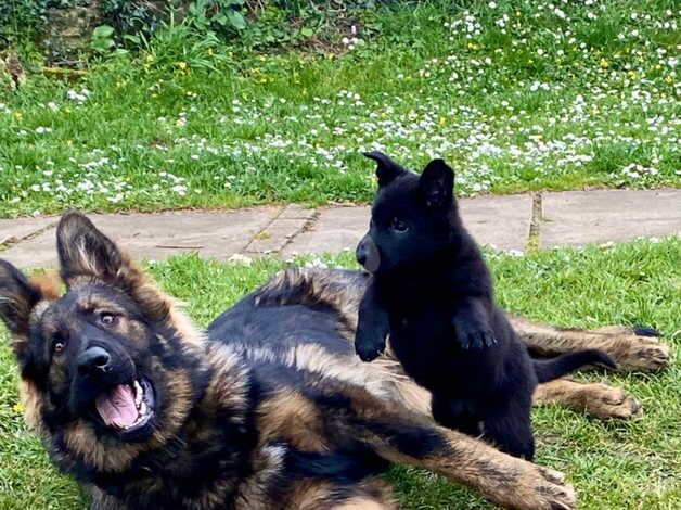 Gorgeous Straight Backed, Sable German Shepherd Female Puppy Available Now - Image 3 of 5